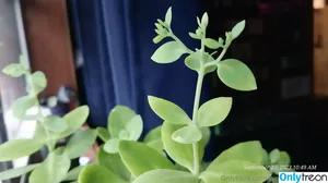 pinkplushieplants / plantsonpink nude photo #0043