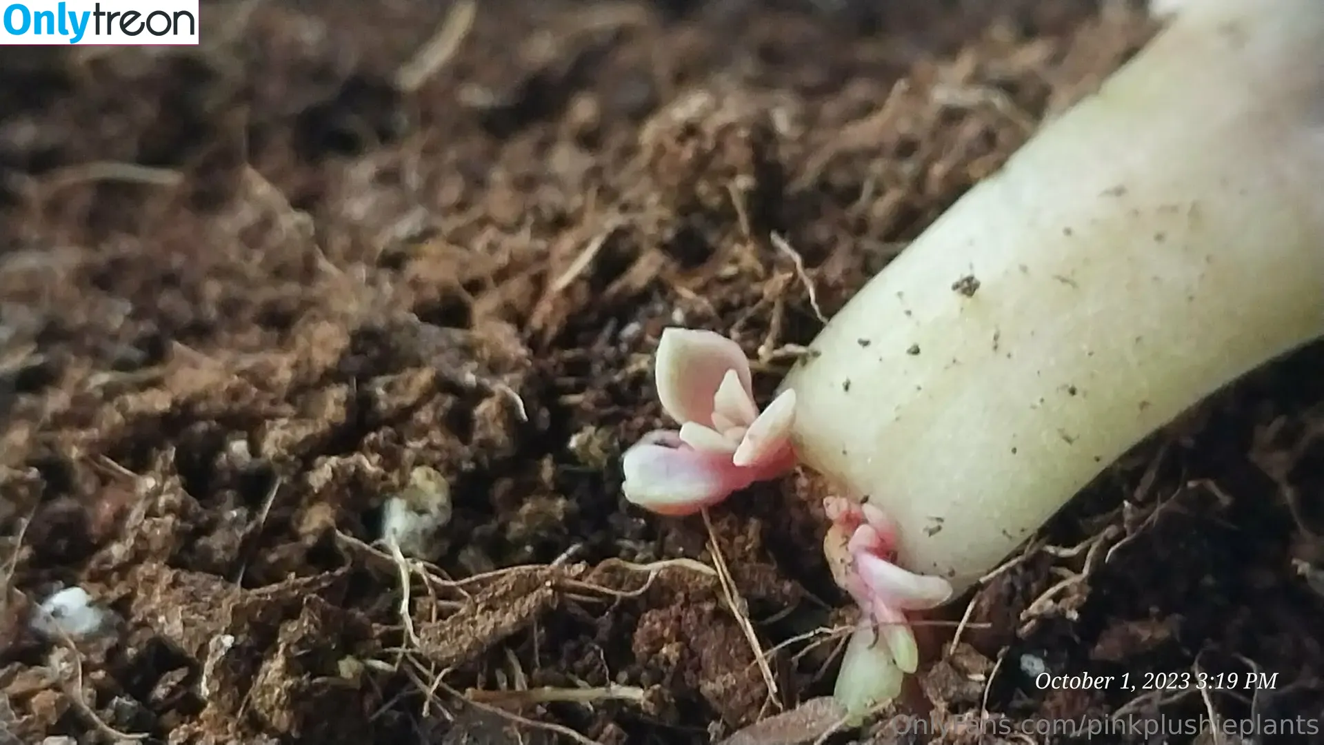 pinkplushieplants nude photo #0045 (plantsonpink)