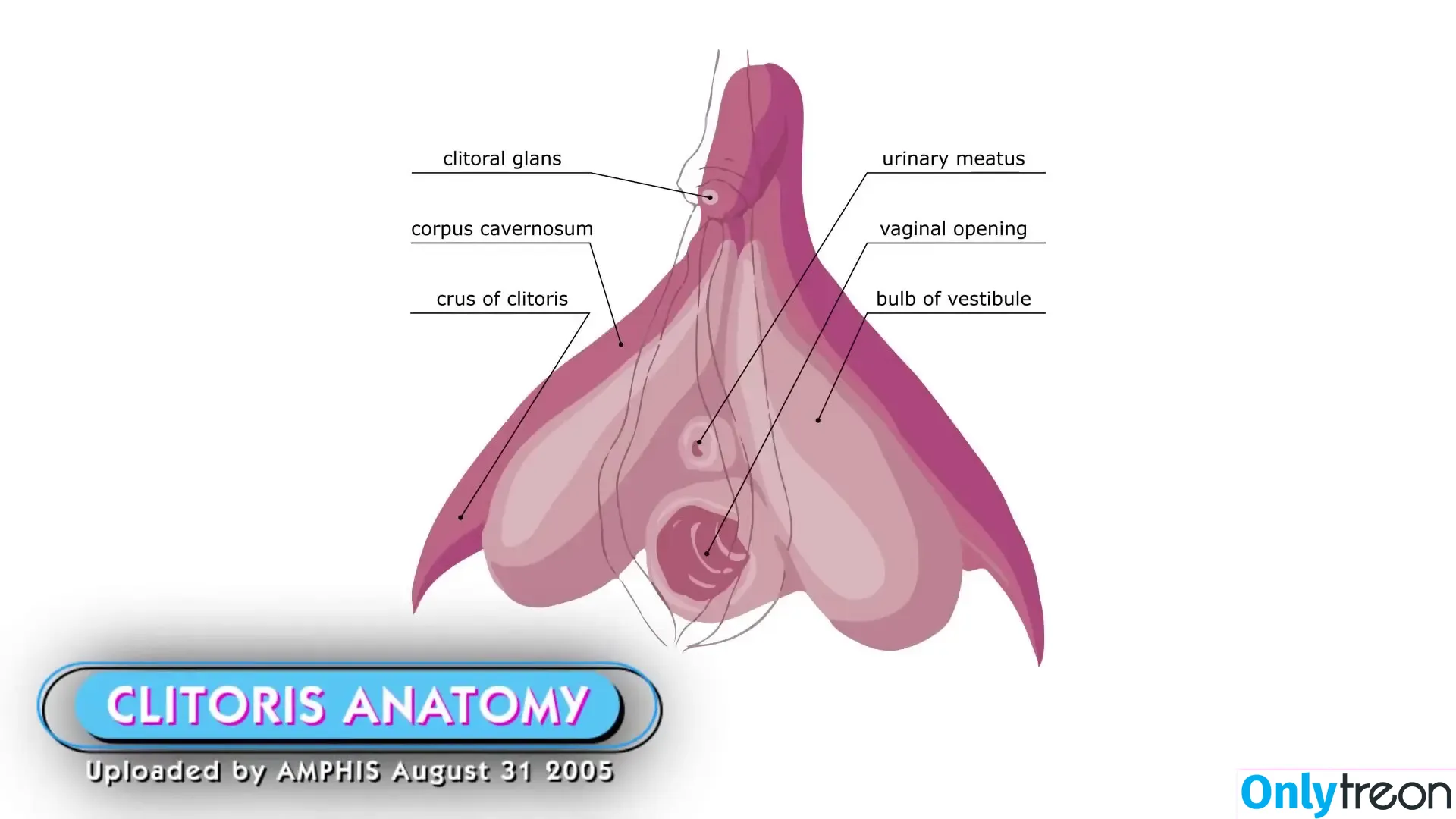 Professionals nude photo #0053 (Educational Exhibitionism / Tutorials / theprofessionalsband)