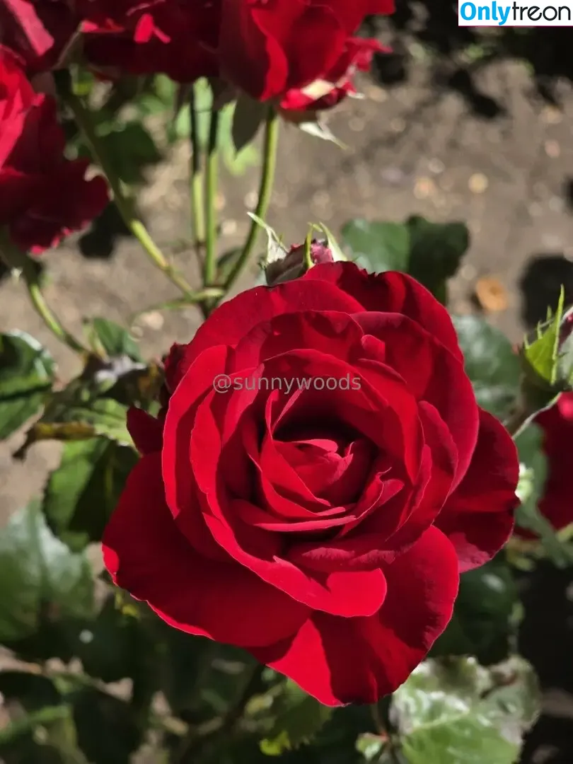sunnywoods nude photo #0114 (sunnywoods_florist)