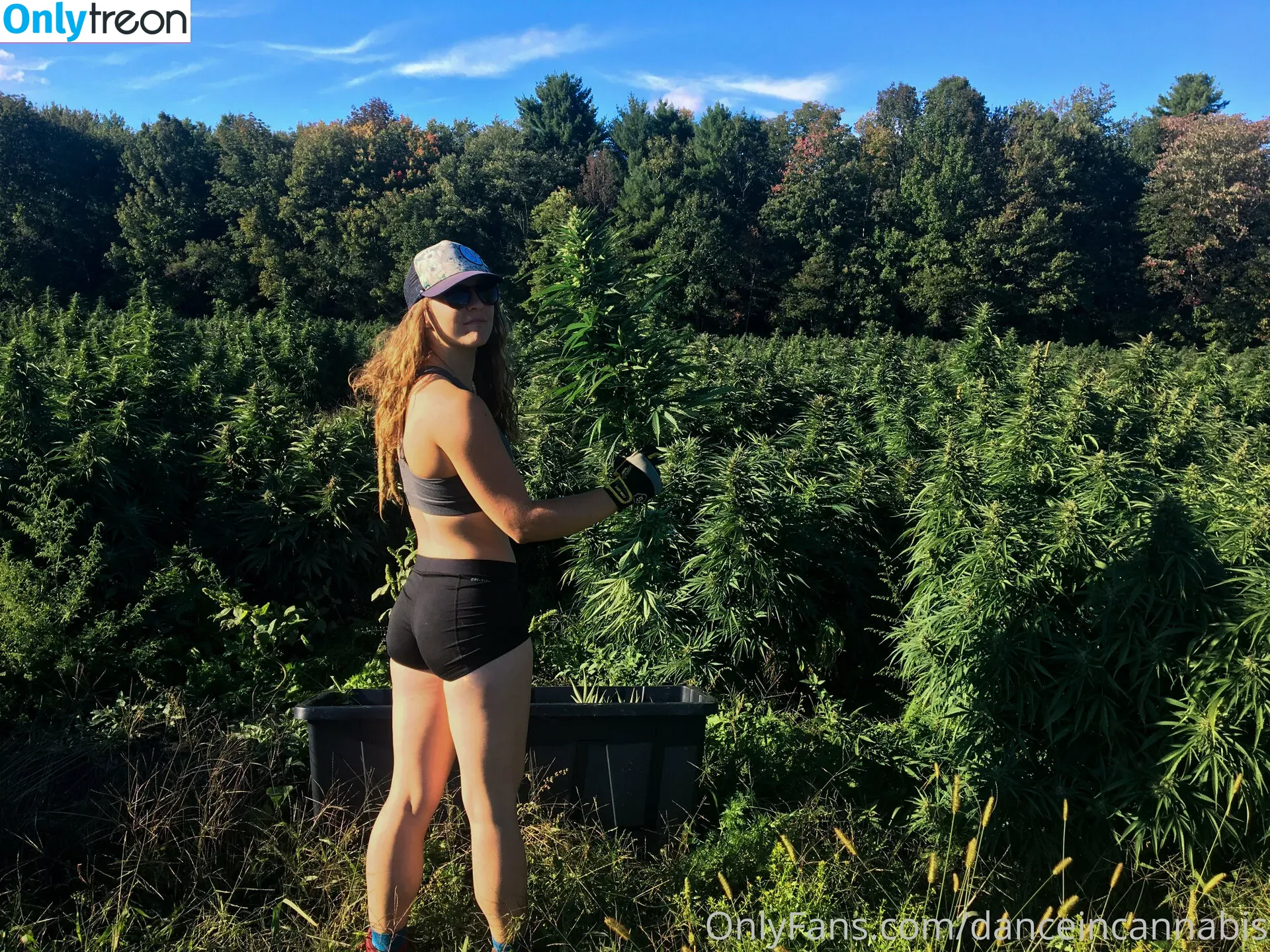 danceincannabis голая photo #0017 (danceincannabis)