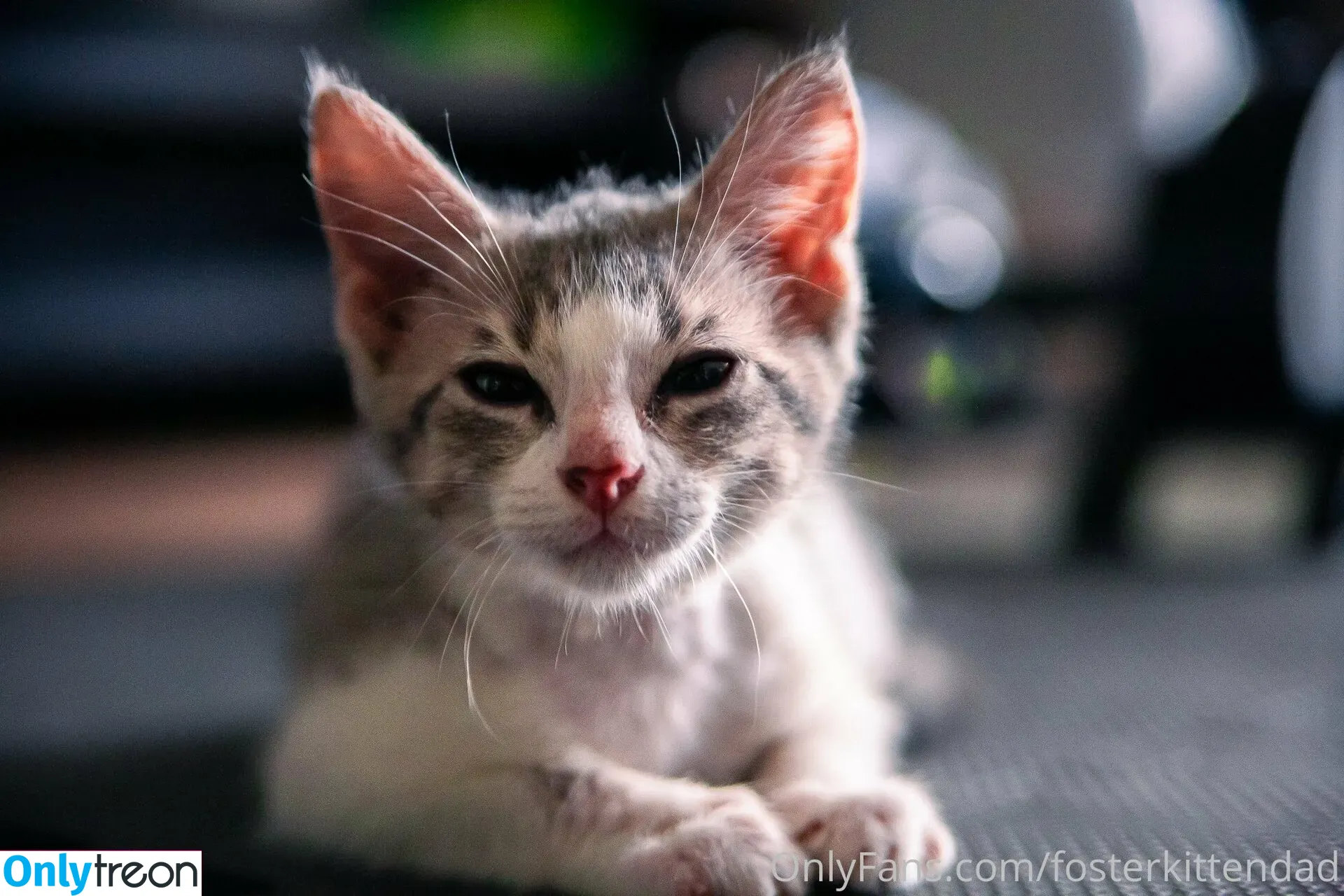 fosterkittendad голая photo #0014 (fosterkittendad)