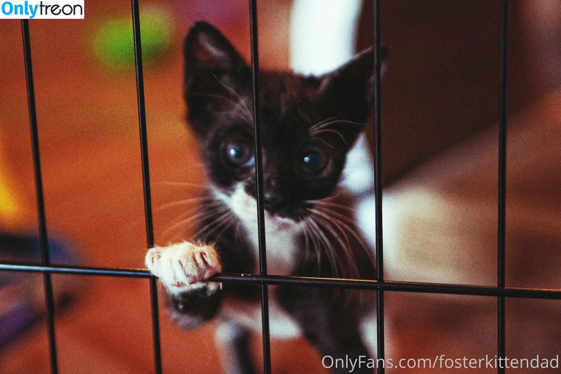 fosterkittendad голая photo #0041 (fosterkittendad)