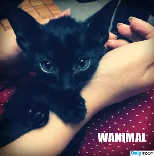 Wanimal Models / wanimal912 фото голая #0735