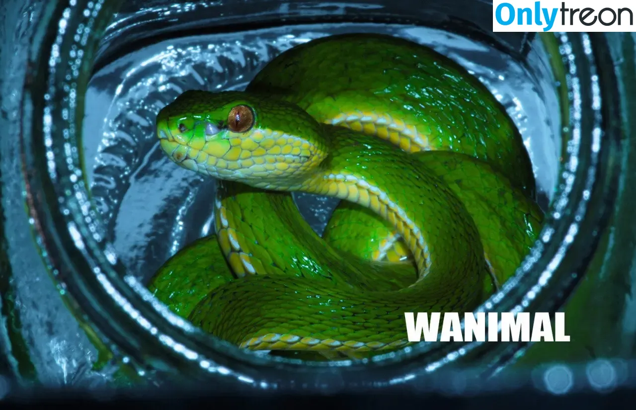 Wanimal Models голая photo #0734 (wanimal912)